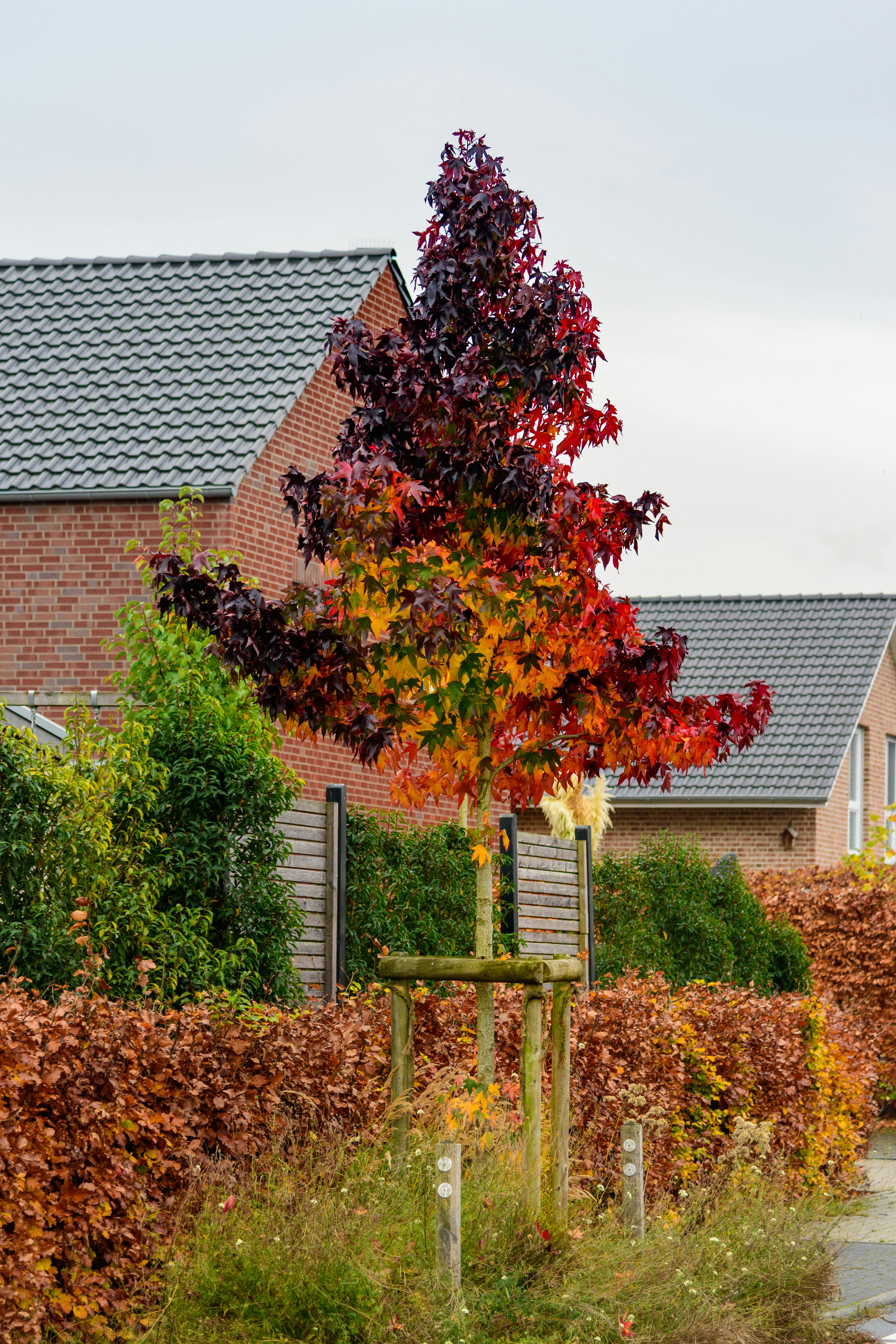 Rode beukenhaag kopen: geef je tuin een warme en luxe uitstraling